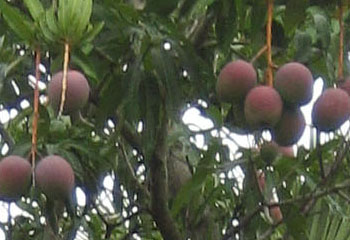 Hayden Mangoes