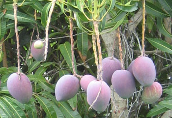 Irwin Mangoes