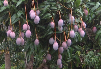 Osteen Mangoes